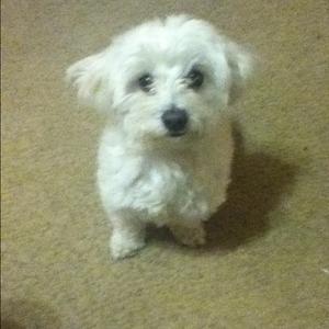 Unknown Breed