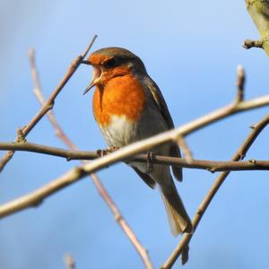 European Robin