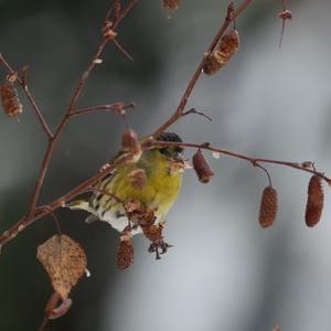 Eurasian Siskin