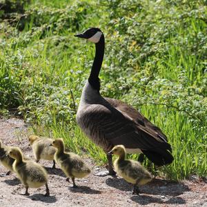 Canada Goose