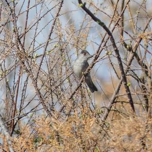 Blackcap