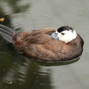 White-headed Duck