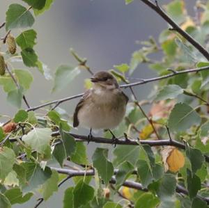 European Pied Flycatcher