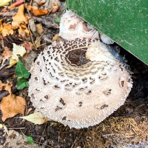 Garden Parasol