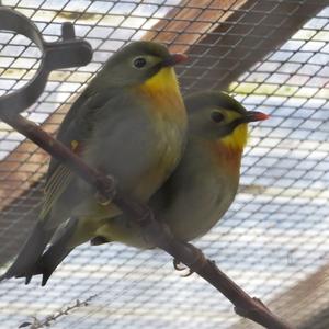 Red-billed Leiothrix