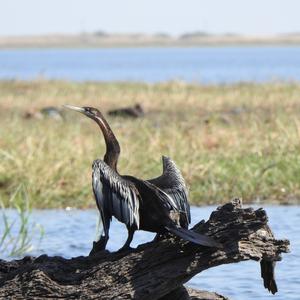 Afrikanischer Schlangenhalsvogel