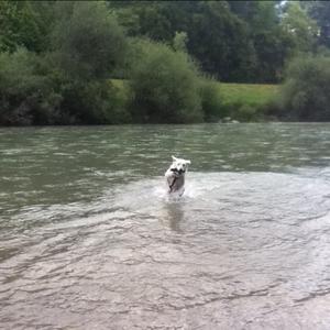 Berger Blanc Suisse