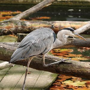 Grey Heron