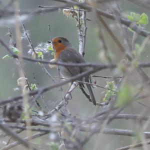 European Robin