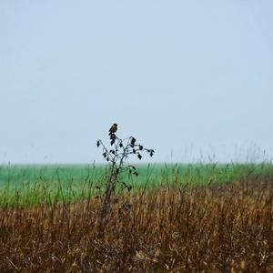 European stonechat