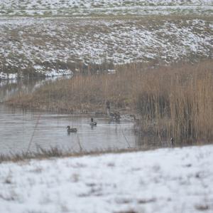 Common Teal