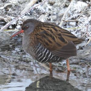 Water Rail