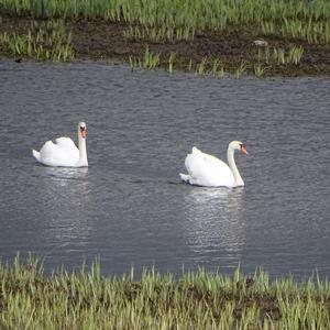 Mute Swan