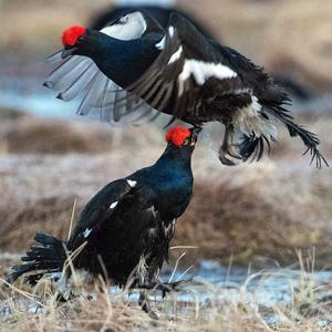 Black Grouse