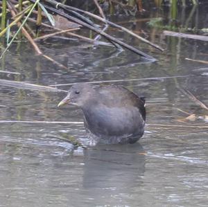 Common Moorhen