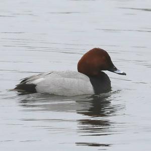 Common Pochard