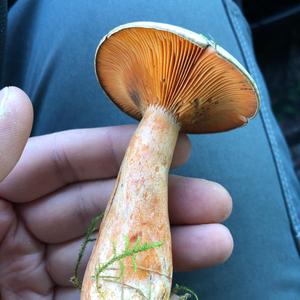 False Saffron Milk Cap