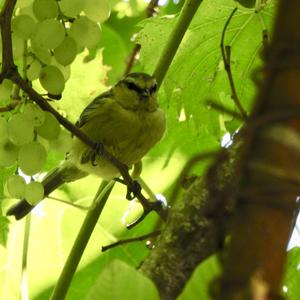 Blue Tit