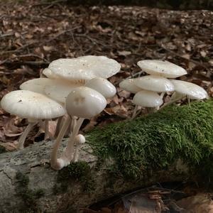 Porcelain Fungus