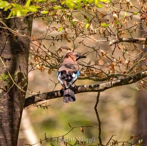 Eurasian Jay