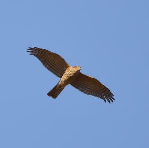 Eurasian Sparrowhawk