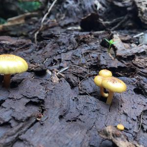 Unknown Species
