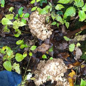 Hen-of-the-Woods