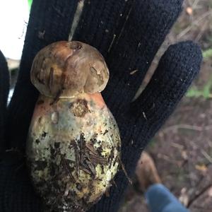 Dotted-stem Bolete