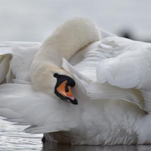 Mute Swan