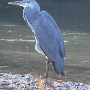 Grey Heron