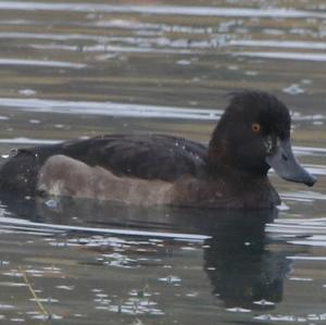 Tufted Duck