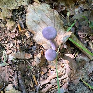 Amethyst Deceiver