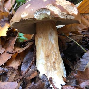 Summer Bolete