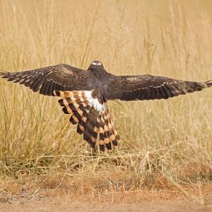 Montagu's Harrier