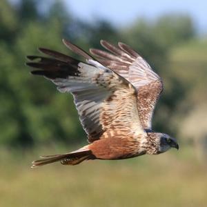 Western Marsh-harrier