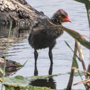 Bläßhuhn