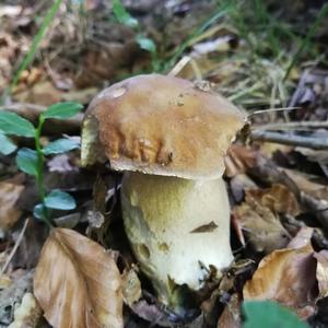 King Bolete