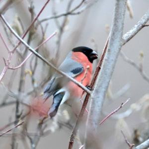 Eurasian Bullfinch