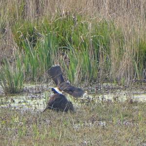 Northern Lapwing