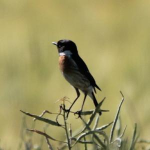 European stonechat