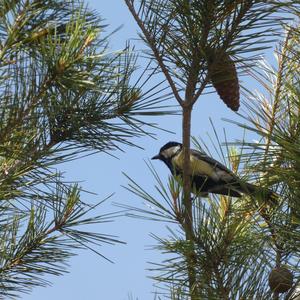 Great Tit