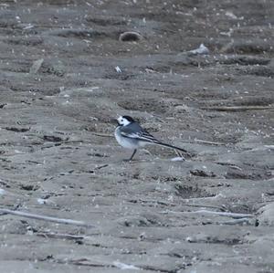 White Wagtail