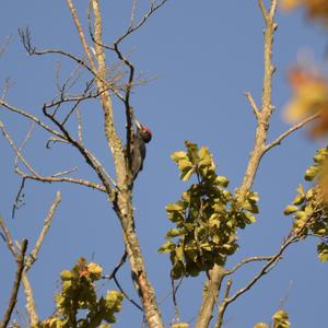 Black woodpecker