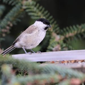 Marsh Tit