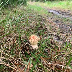 Fly Agaric