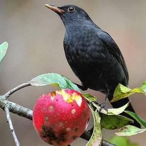 Eurasian Blackbird