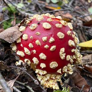 Fly Agaric