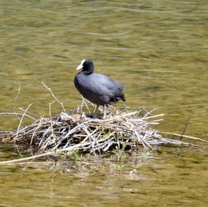 Common Coot