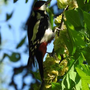 Great Spotted Woodpecker