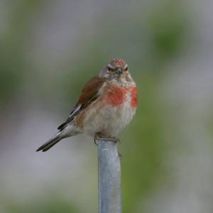 Eurasian Linnet